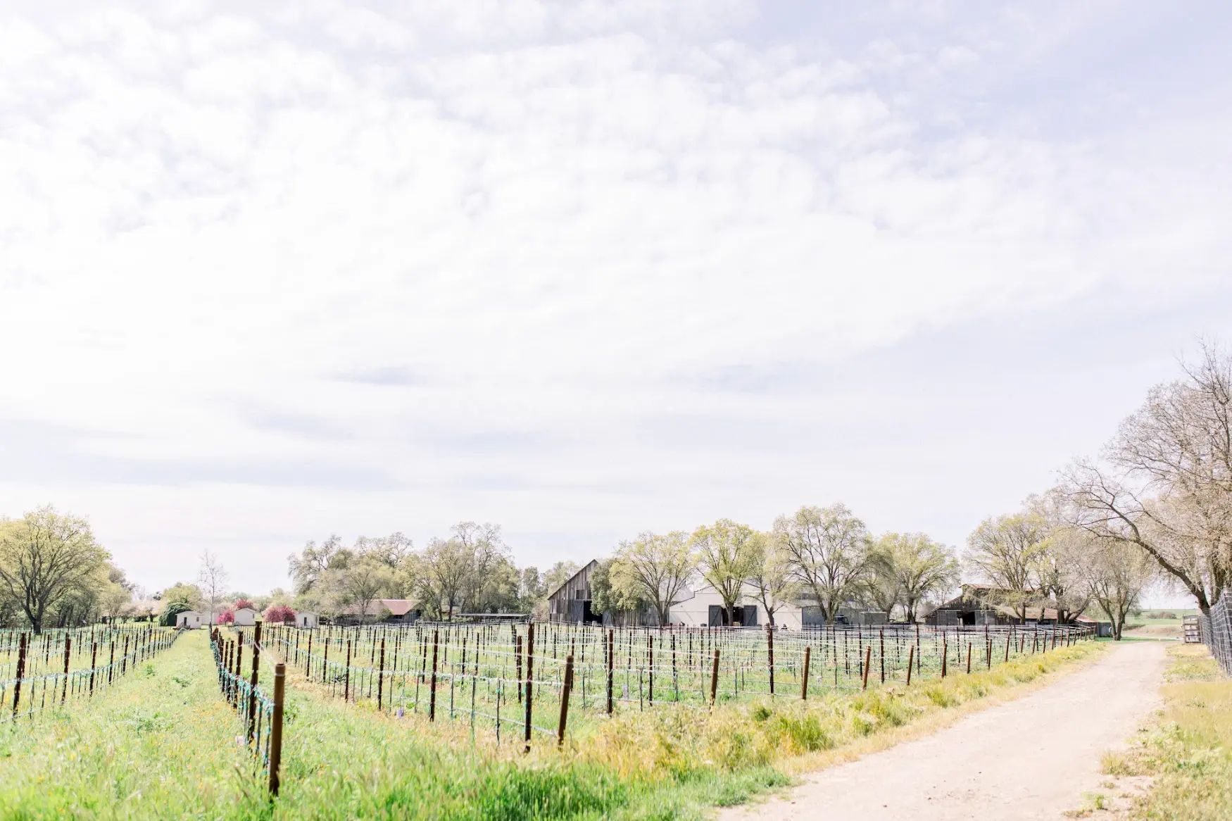 lamoure vineyards in elk grove ca