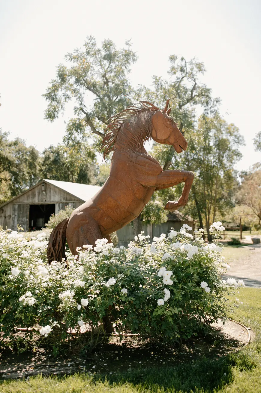 lamoure vineyards in elk grove ca