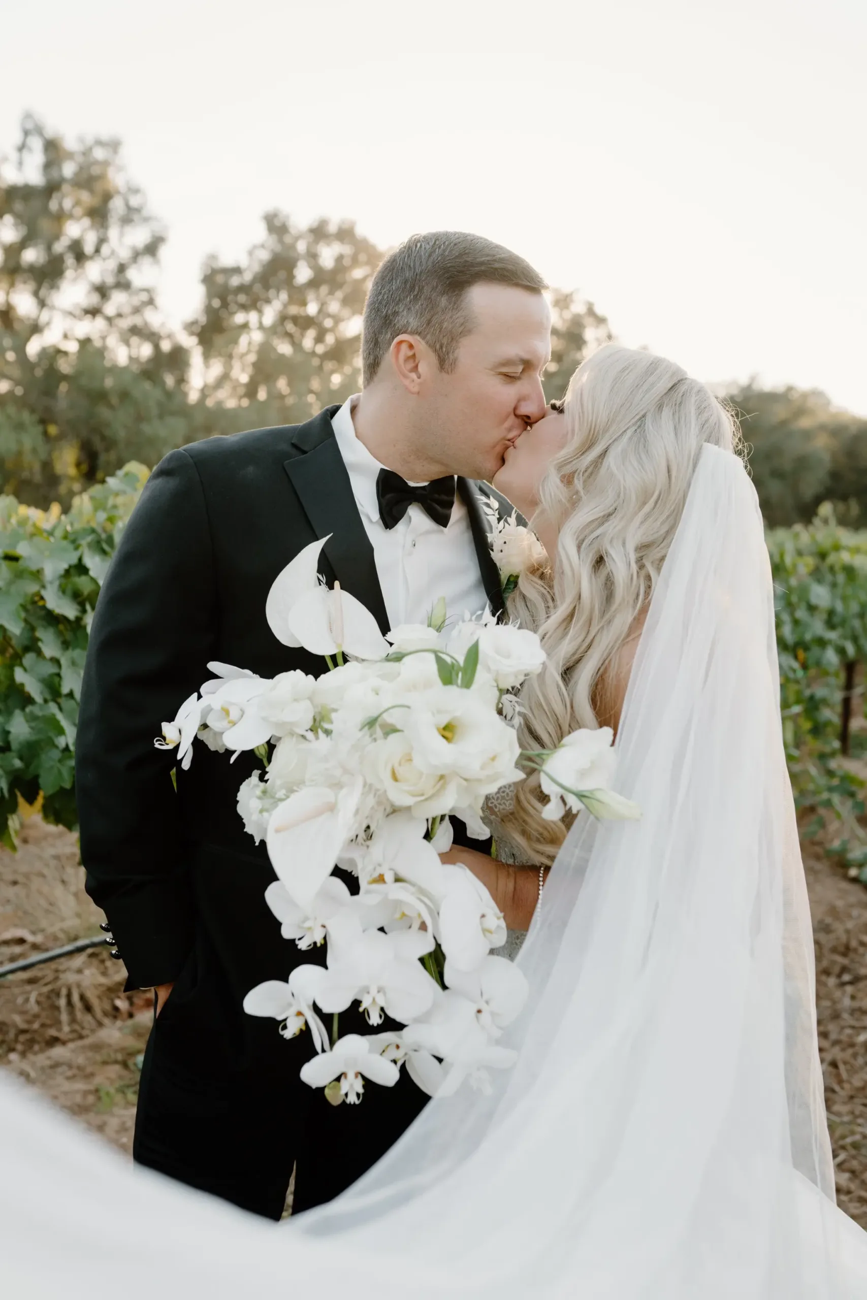 photos of lamoure vineyards