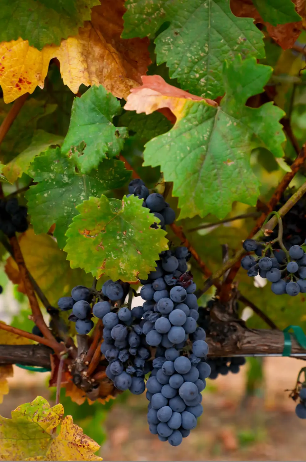 Lamoure Vineyards Photo Shoot Berries