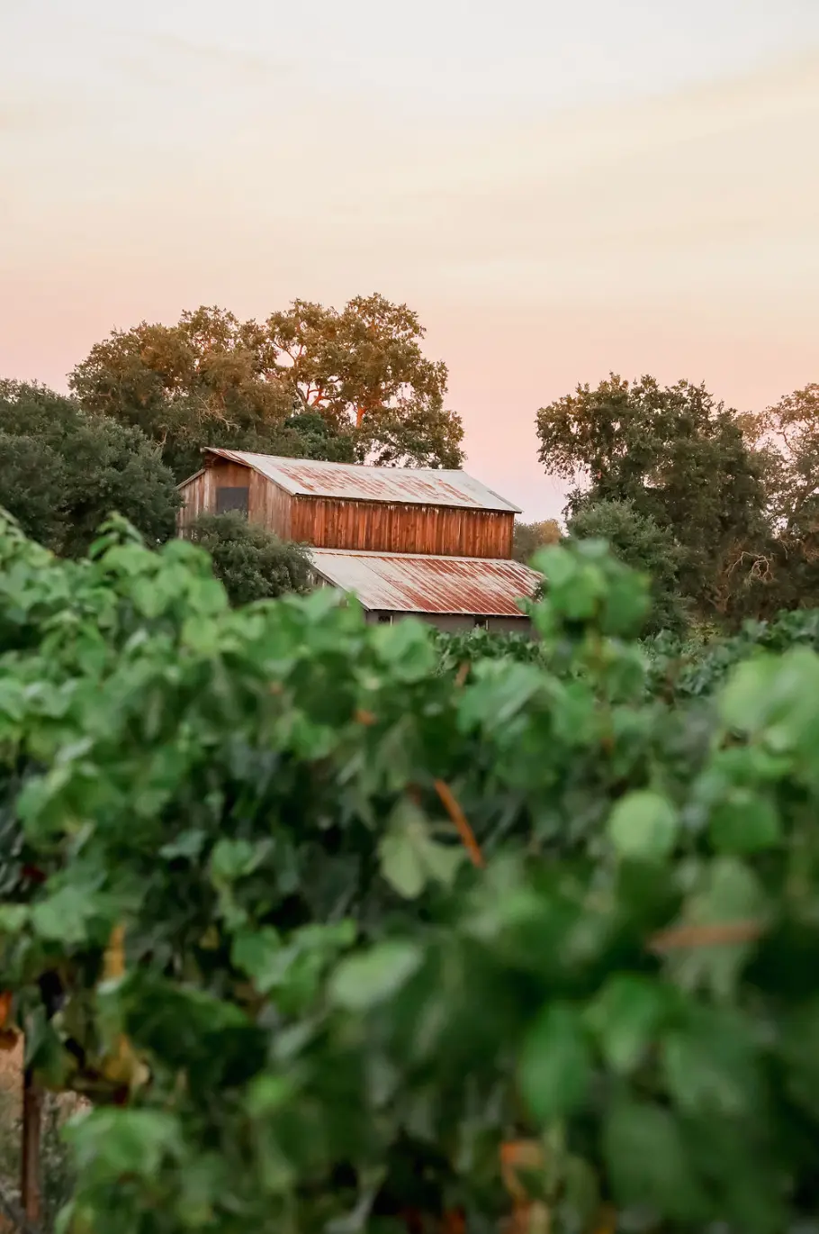 Lamoure Vineyards Photo Shoot Vineyard